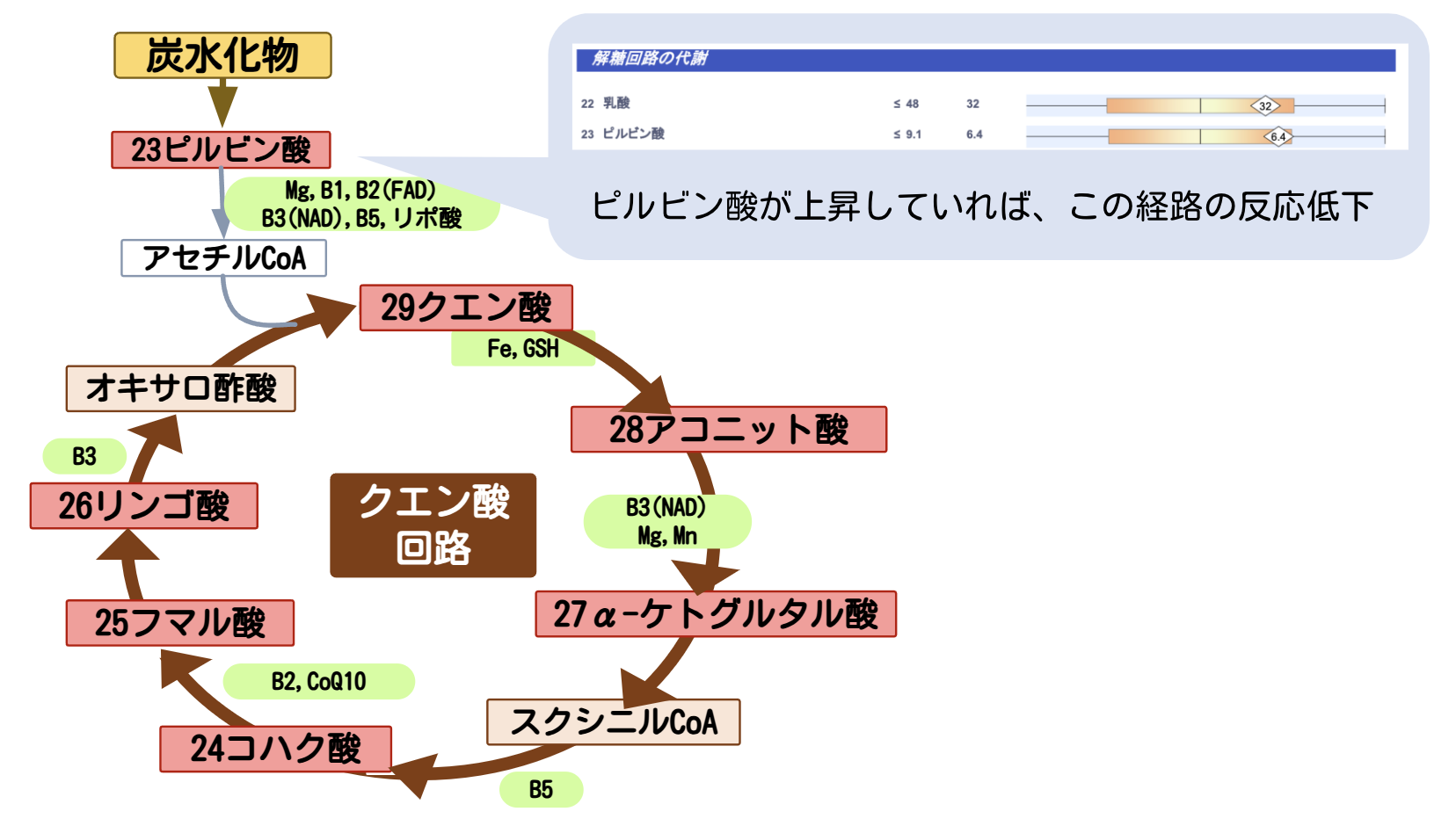 有機酸検査の読み方 - 臨床分子栄養医学研究会