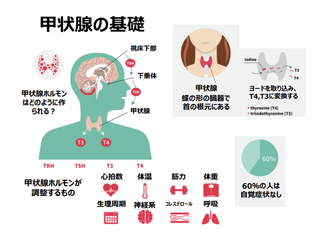 エネルギー不足という観点からの甲状腺機能低下症 - 臨床分子栄養医学研究会