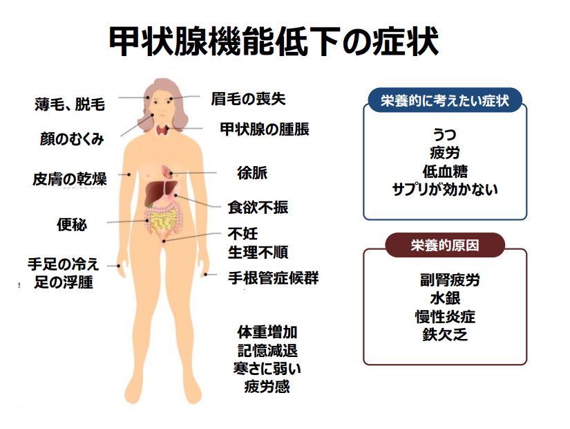 エネルギー不足という観点からの甲状腺機能低下症